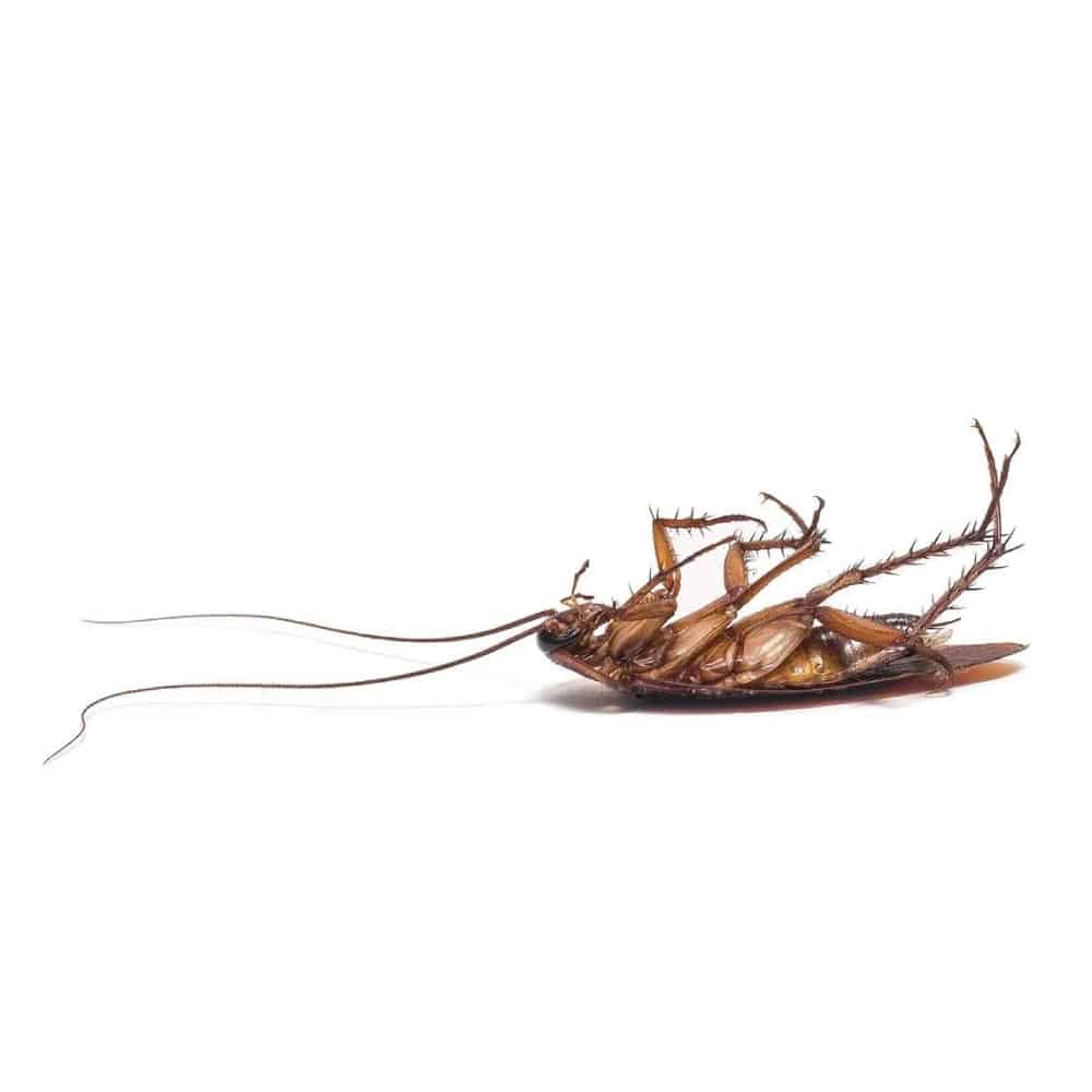 Preventative Pest Maintenance